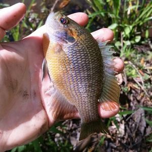 Meet your Posher, Quillan